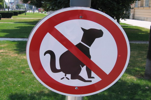 Miasto ściga nieodpowiedzialnych właścicieli psów i ostrzega: sprzątajcie po pupilach!