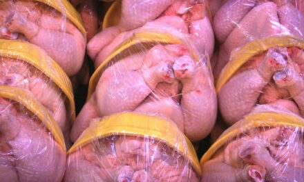 W 73% kurczaków dostępnych w sklepach w UK znaleziono szkodliwe bakterie!